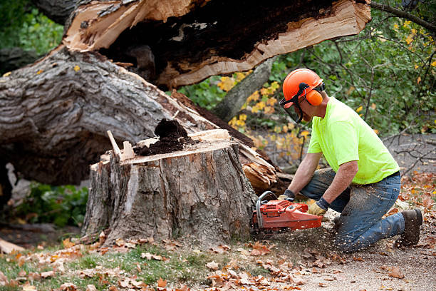 Professional Tree Services in Willowick, OH